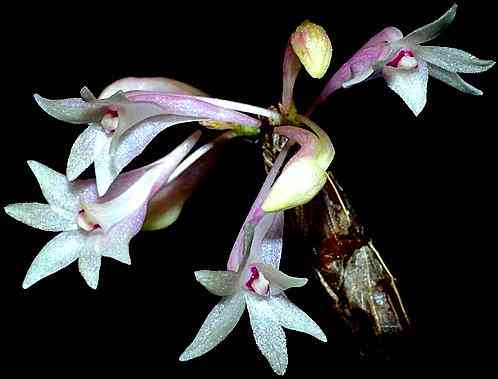 Dendrobium malvicolor